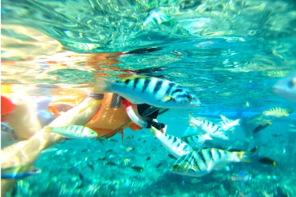 Snorkeling